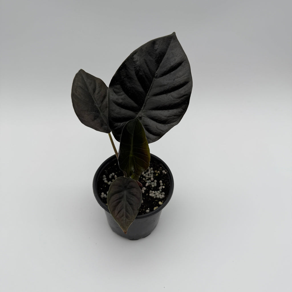 Alocasia Infernalis Kaput
