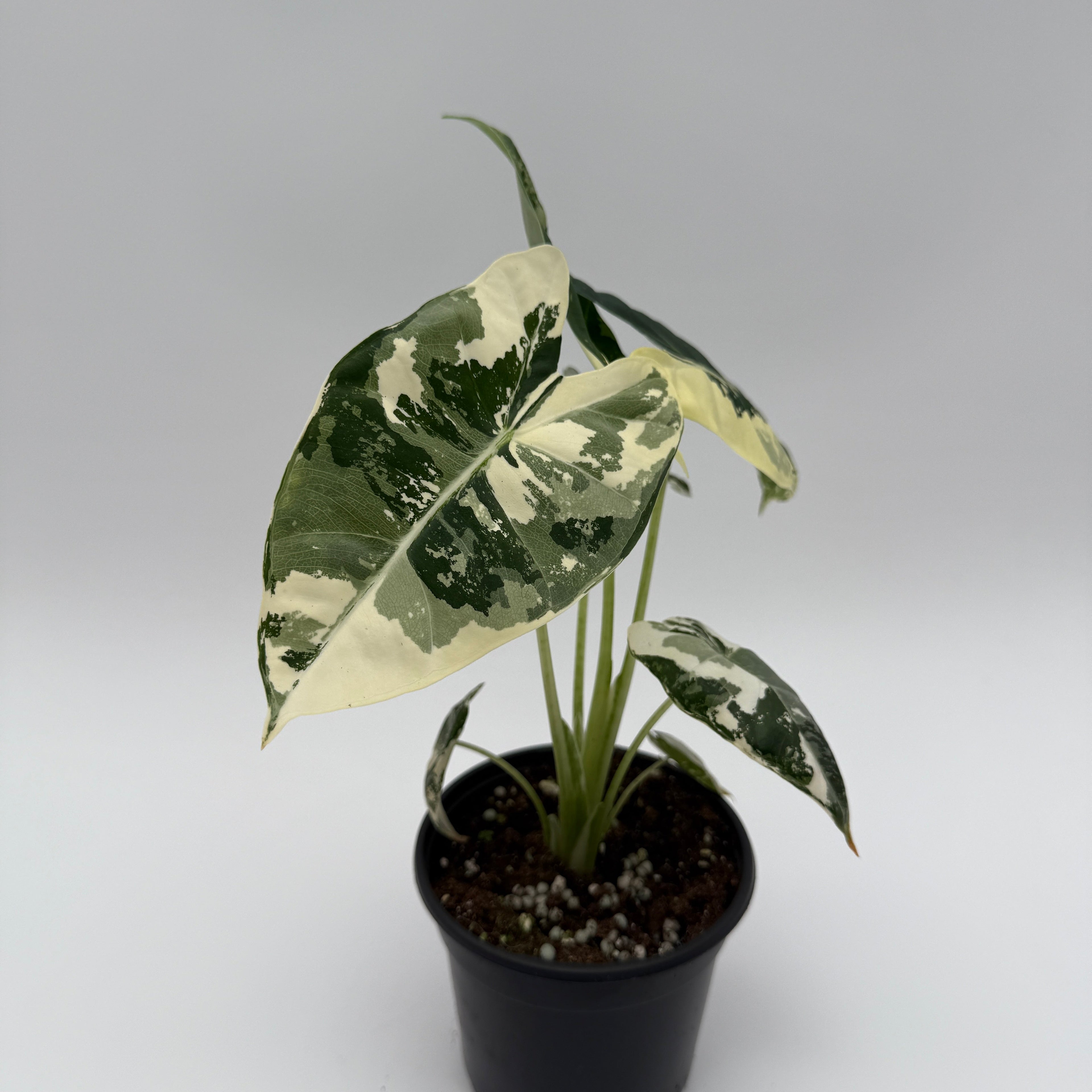 Alocasia Frydek Variegated