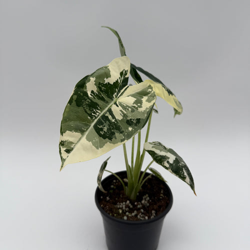 Alocasia Frydek Variegated