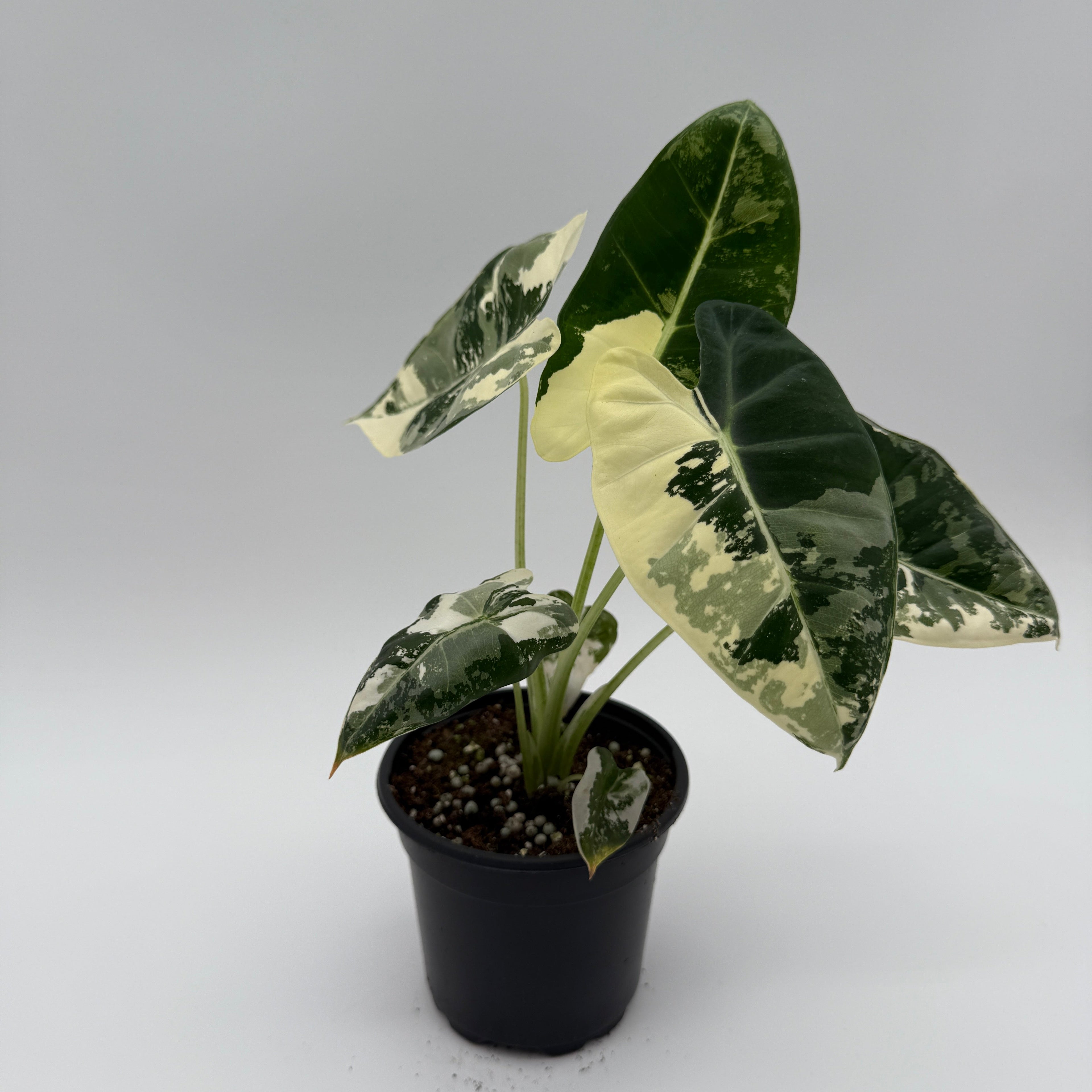 Alocasia Frydek Variegated