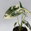 Alocasia Frydek Variegated