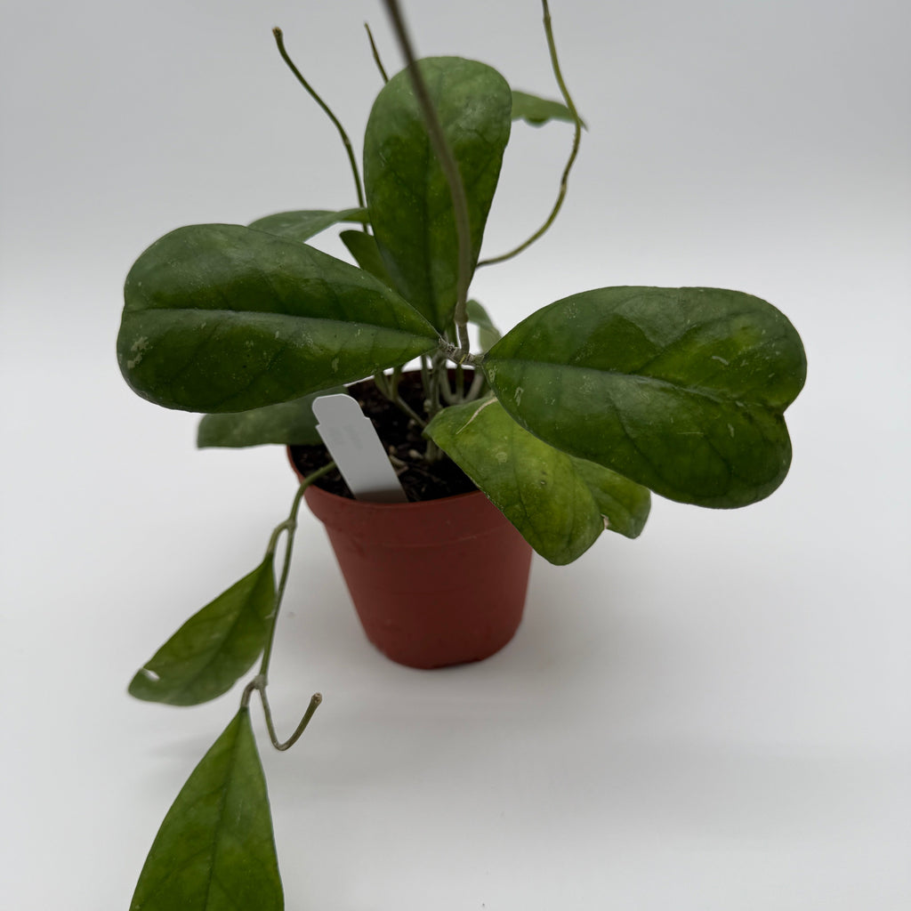 Hoya Deykeae