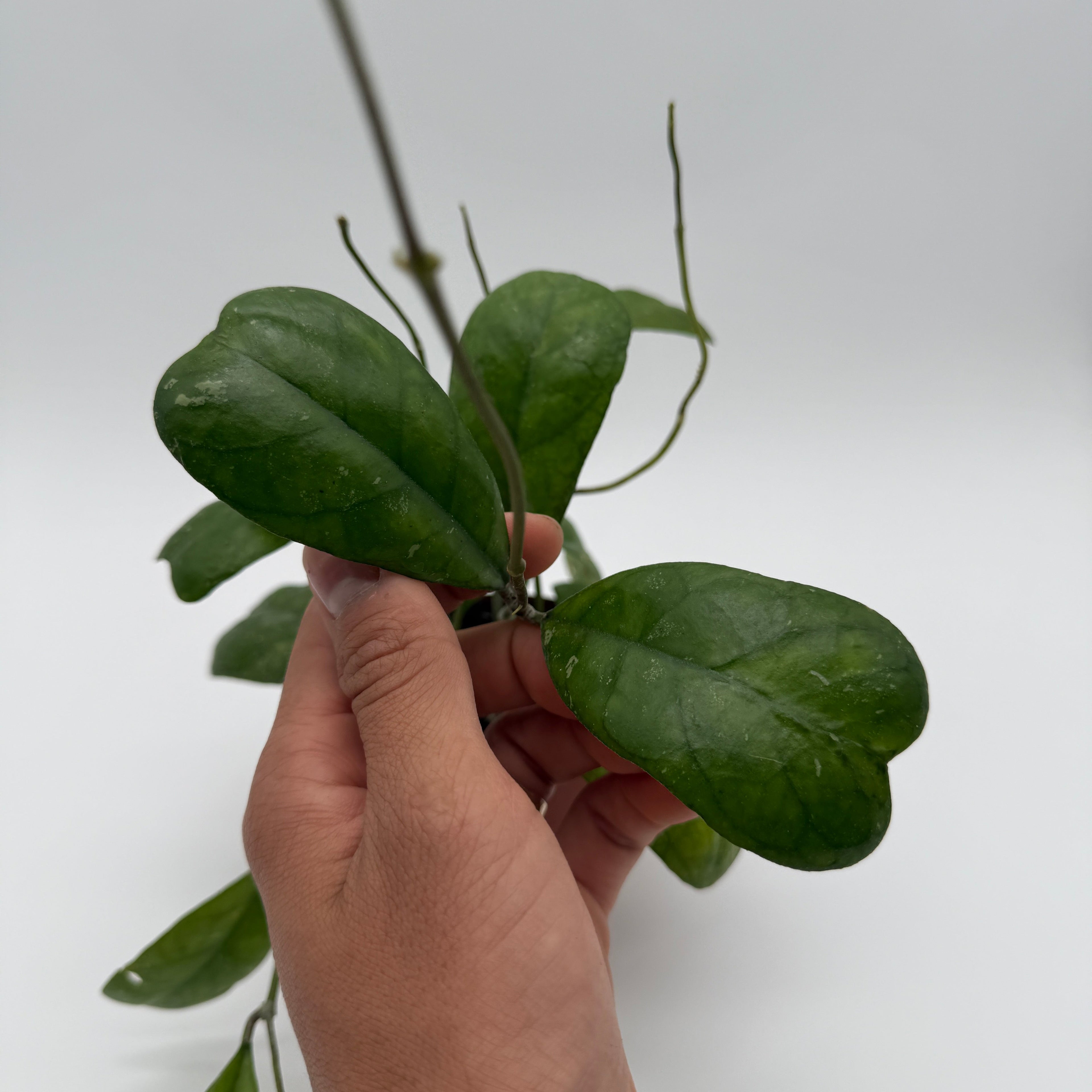 Hoya Deykeae