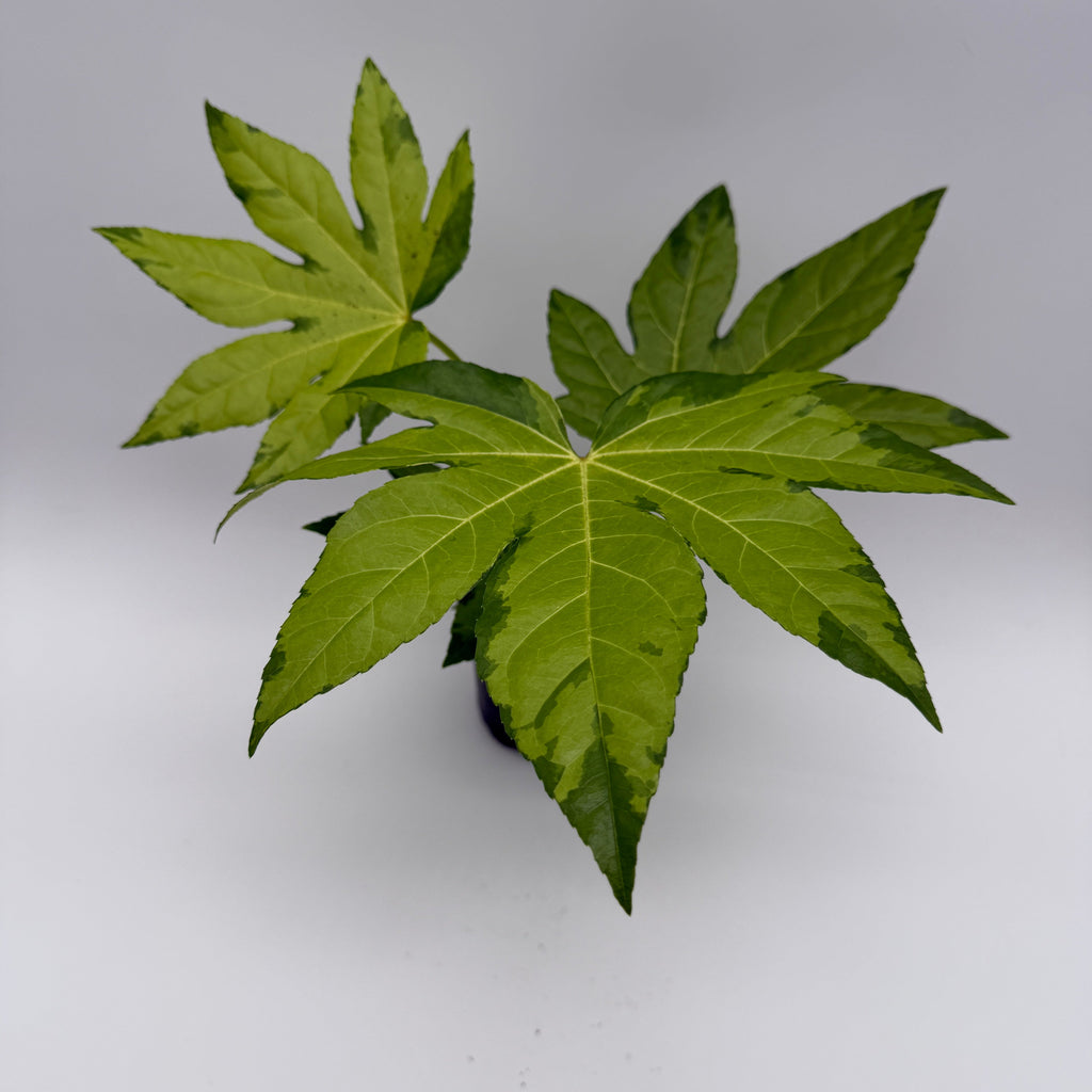 Fatsia Japonica Camoflouge Variegated