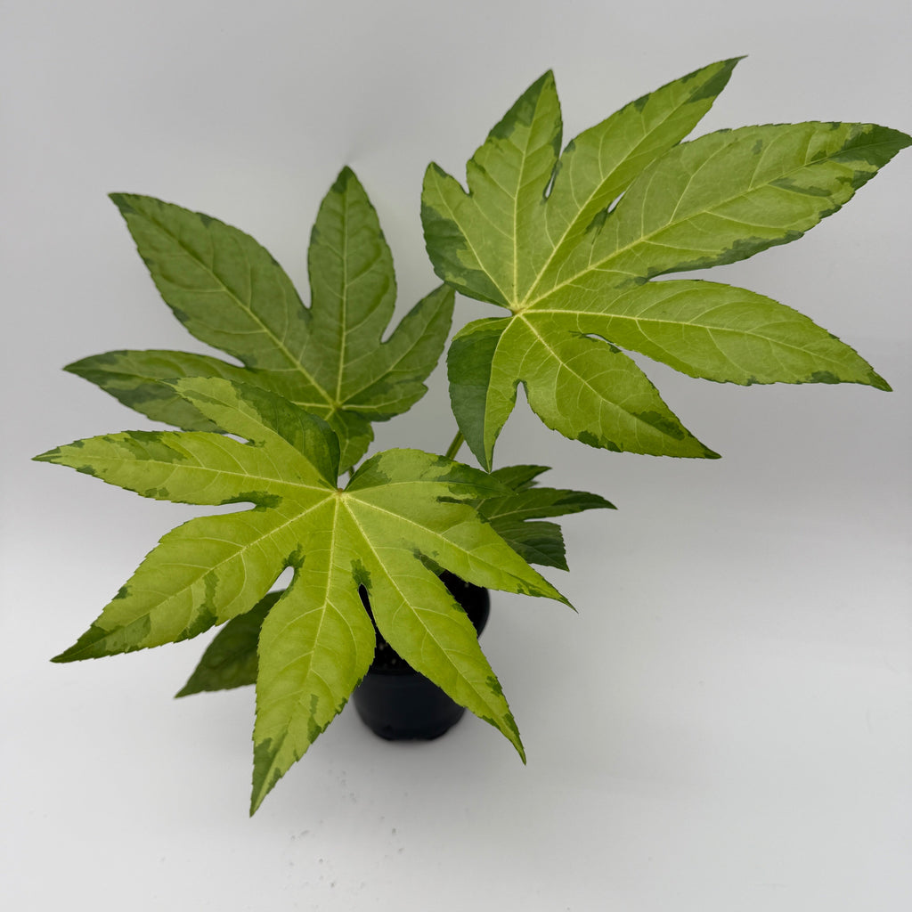 Fatsia Japonica Camoflouge Variegated