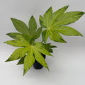 Fatsia Japonica Camoflouge Variegated