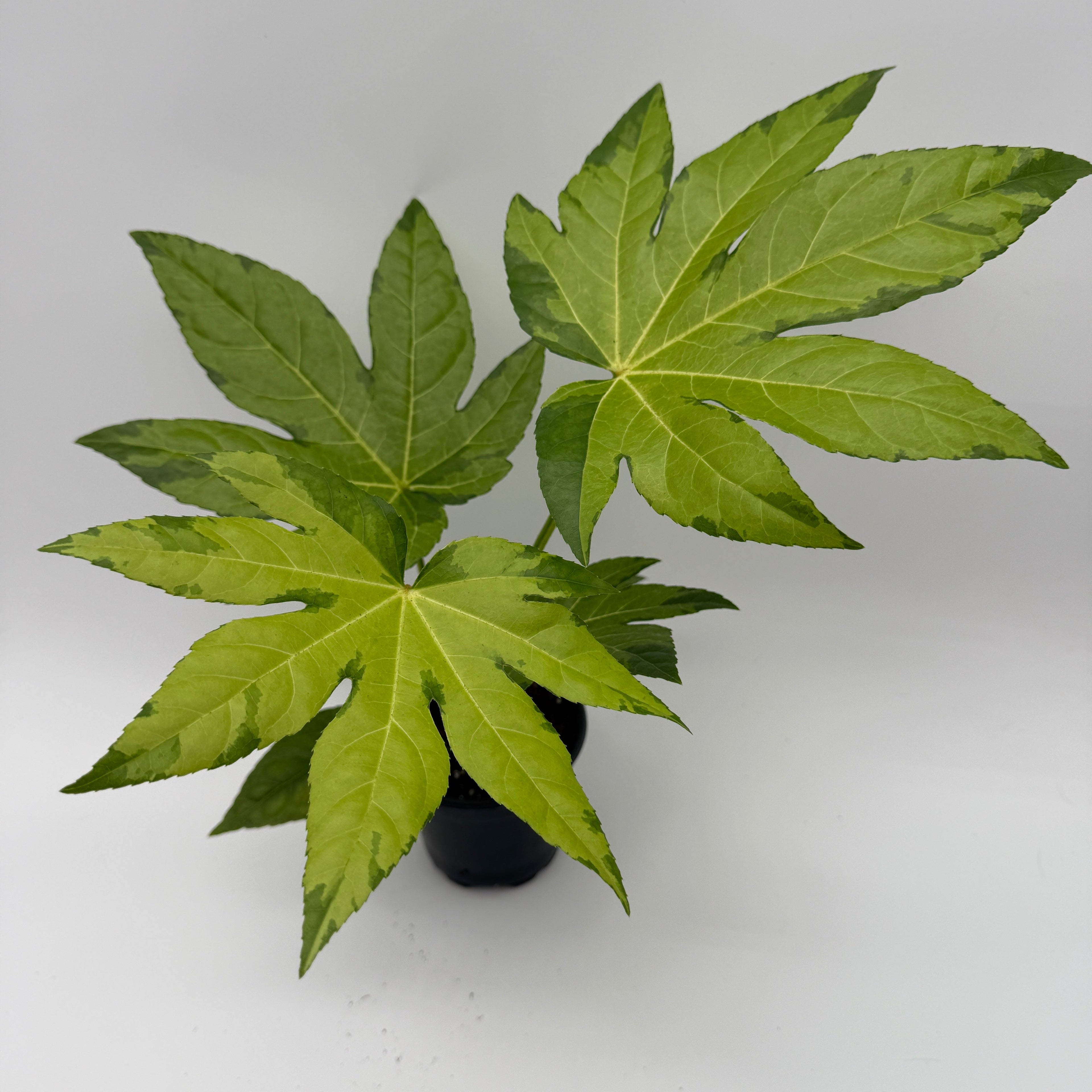 Fatsia Japonica Camoflouge Variegated