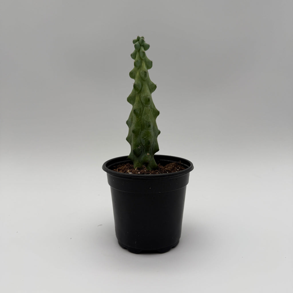 Boobie Cactus