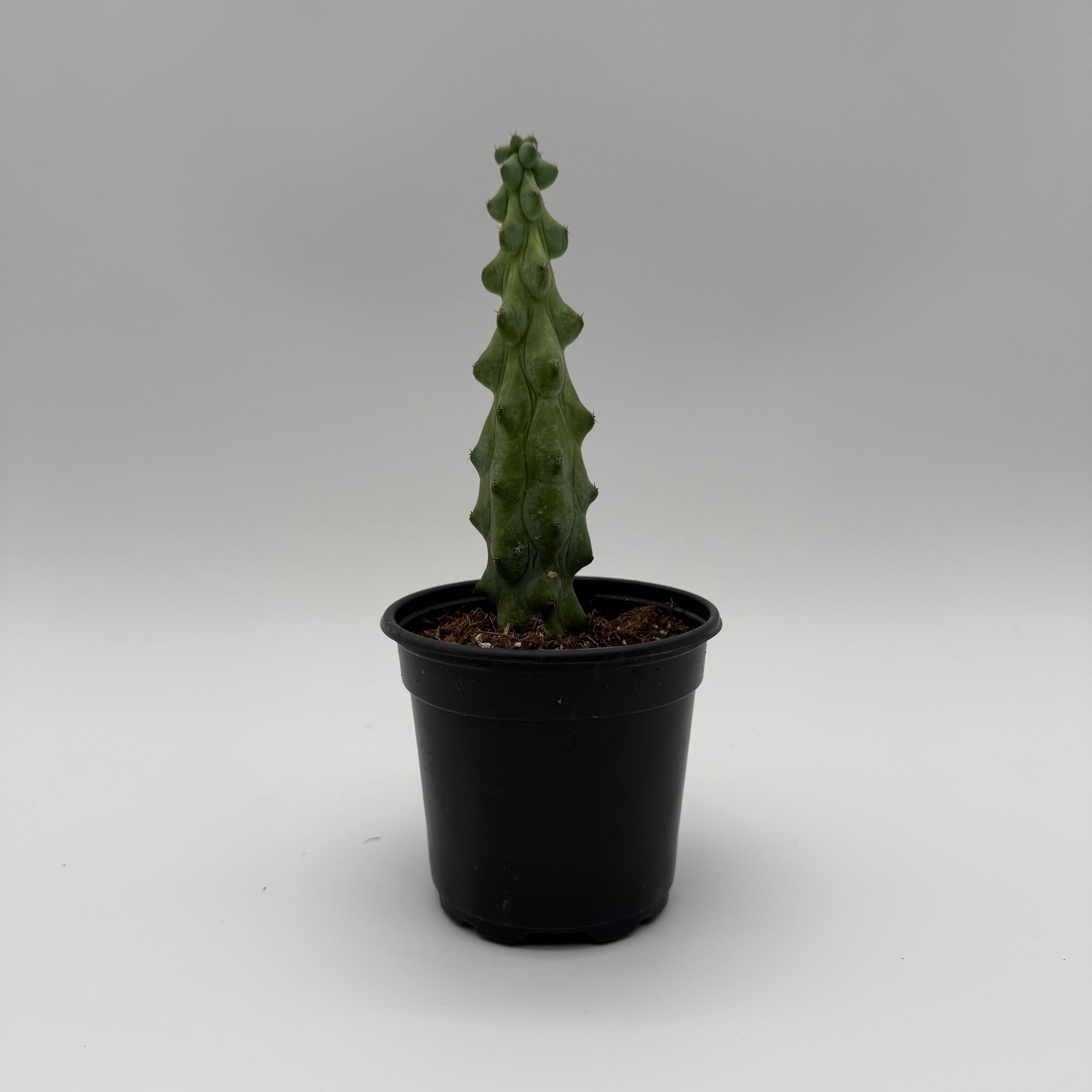 Boobie Cactus
