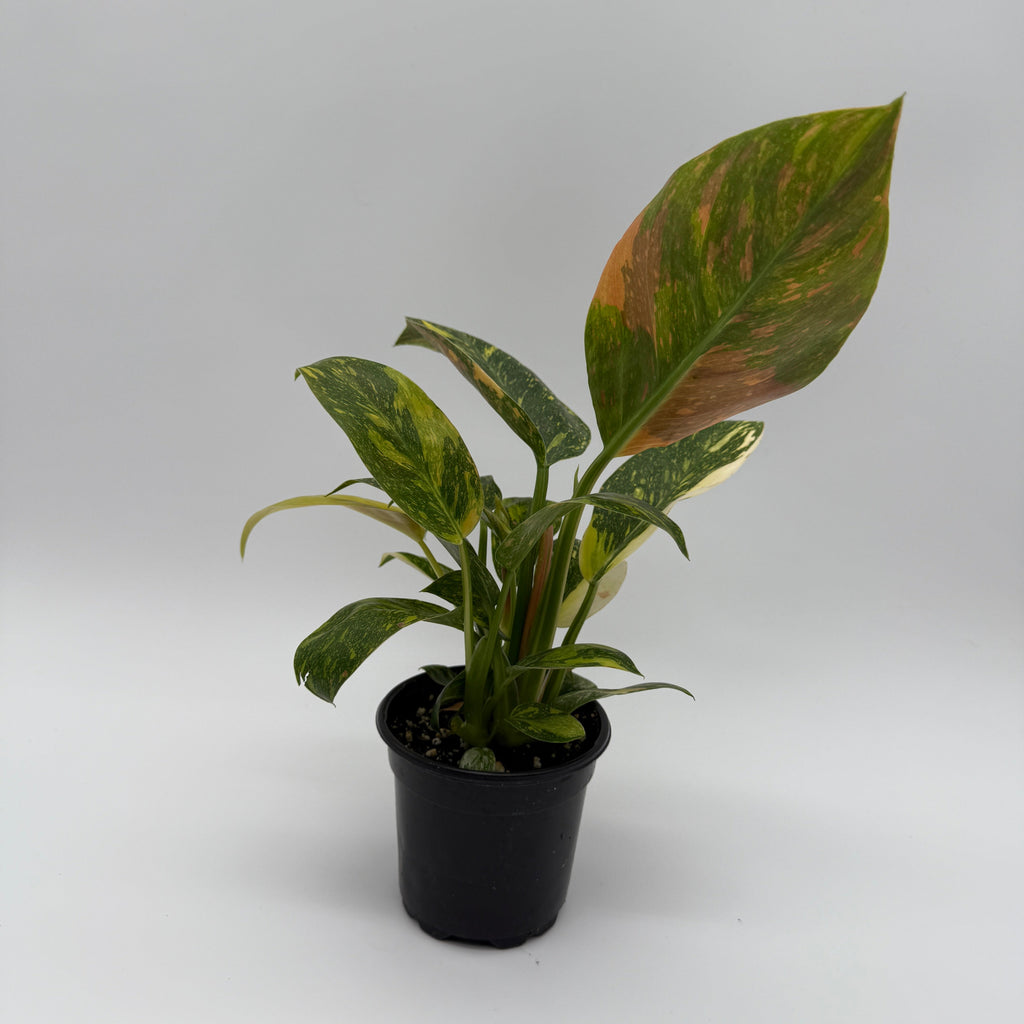 Variegated Philodendron Green Congo Nuclear