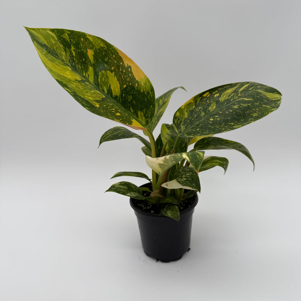 Variegated Philodendron Green Congo Nuclear