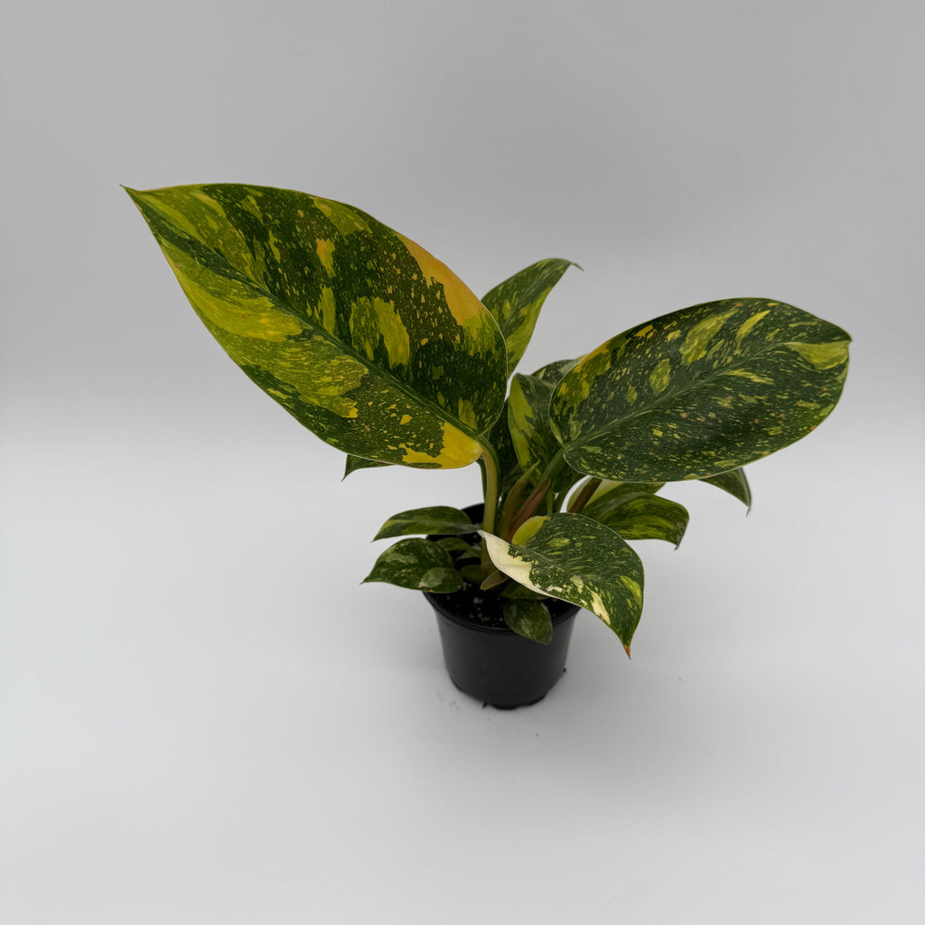 Variegated Philodendron Green Congo Nuclear