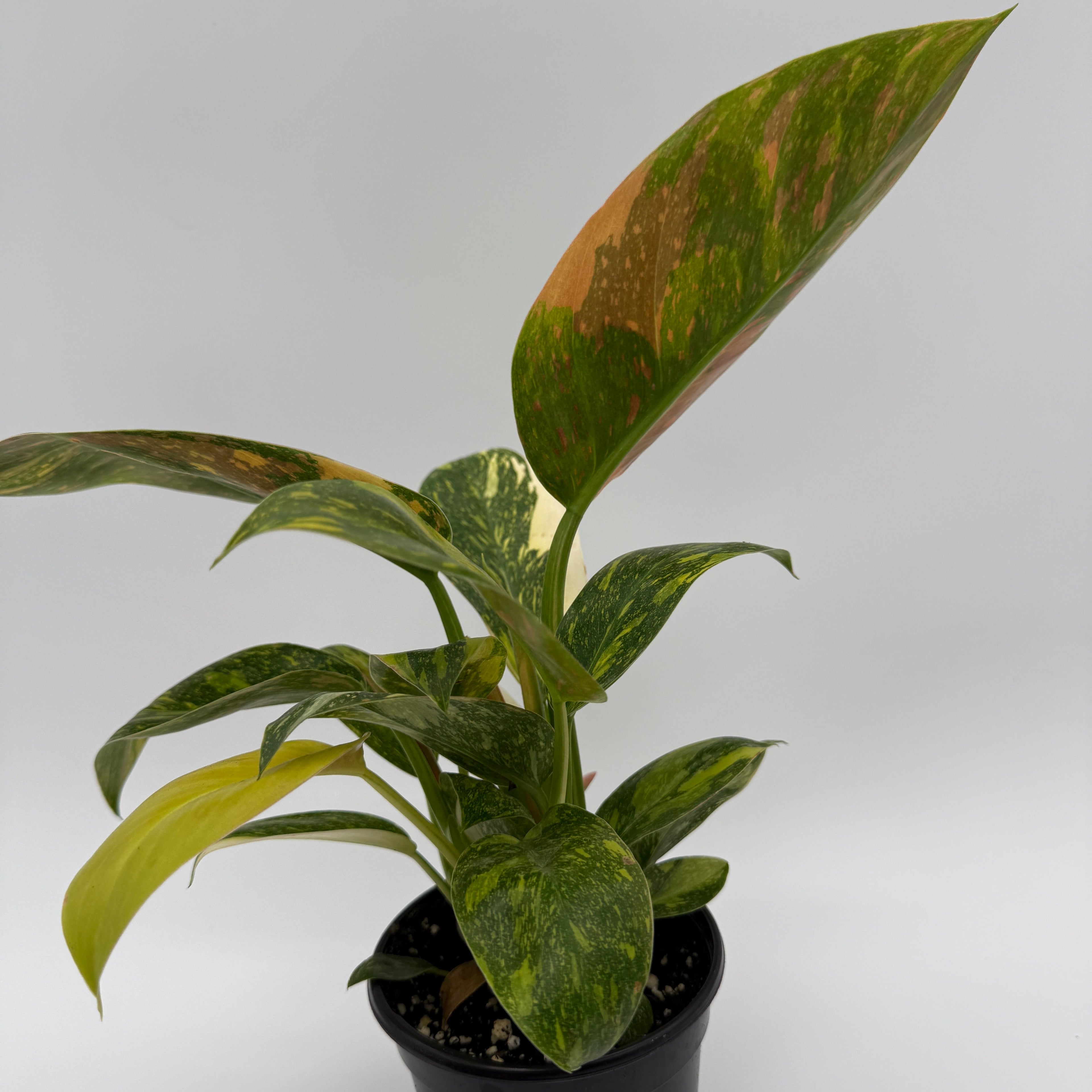 Variegated Philodendron Green Congo Nuclear