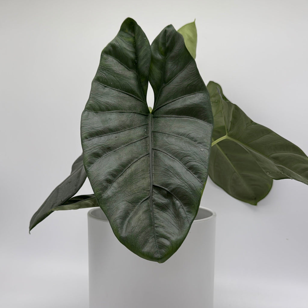 Alocasia Corazon