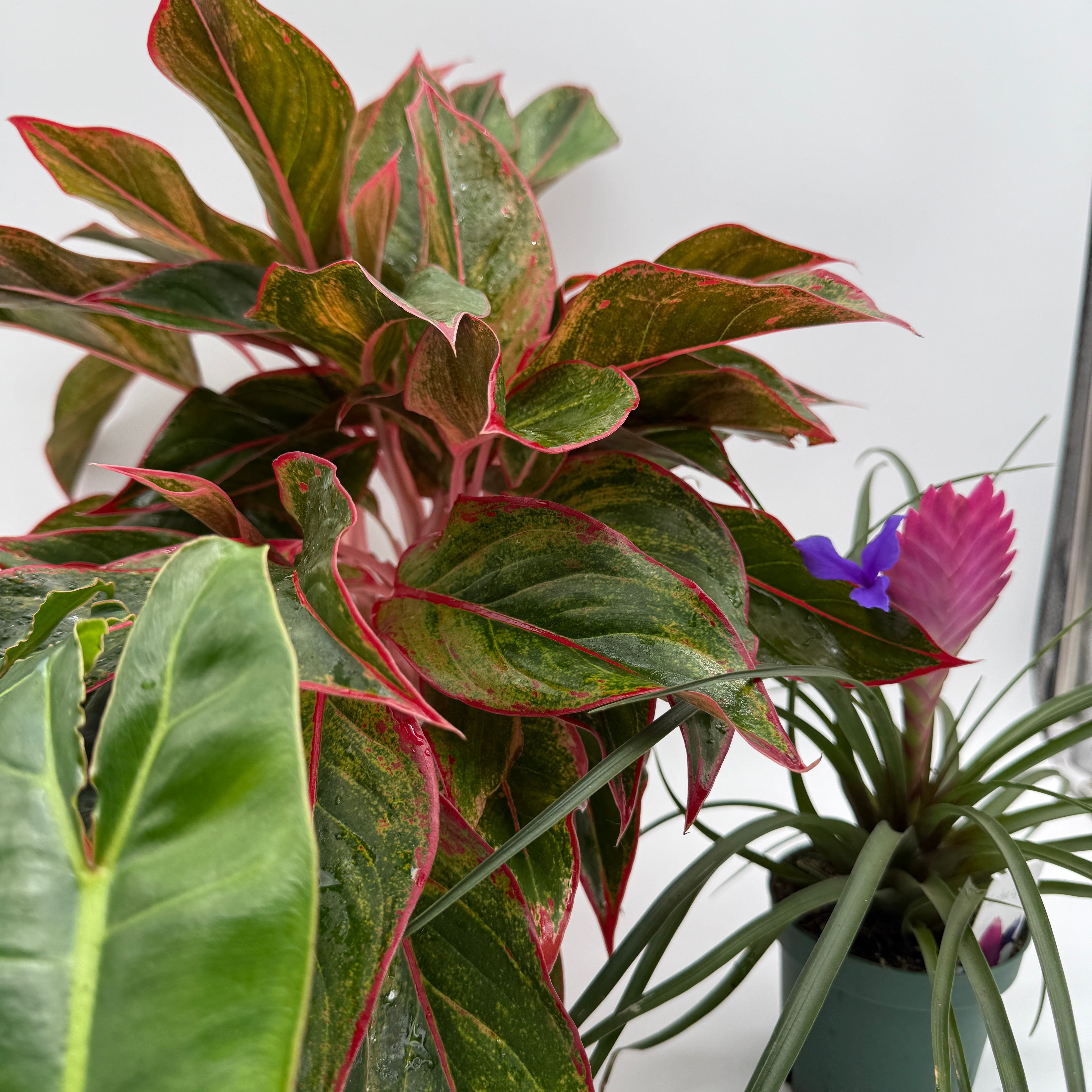Secret Santa Mystery Box - 3 Holiday Plants