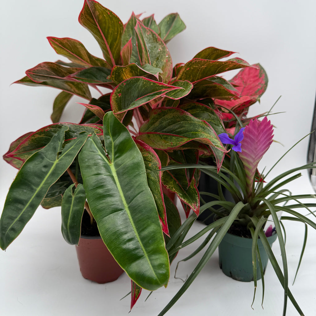 Secret Santa Mystery Box - 3 Holiday Plants