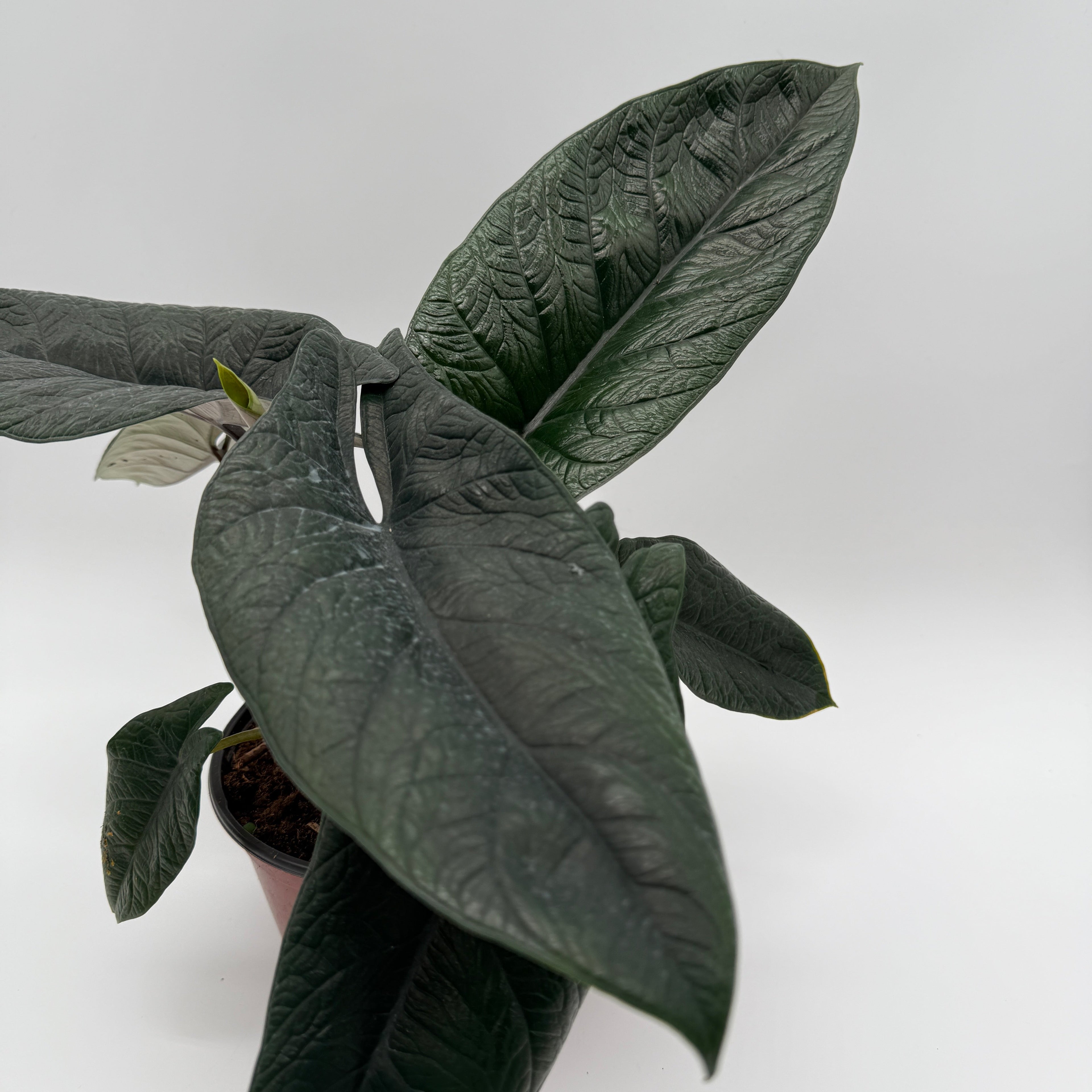 Alocasia Scalprum