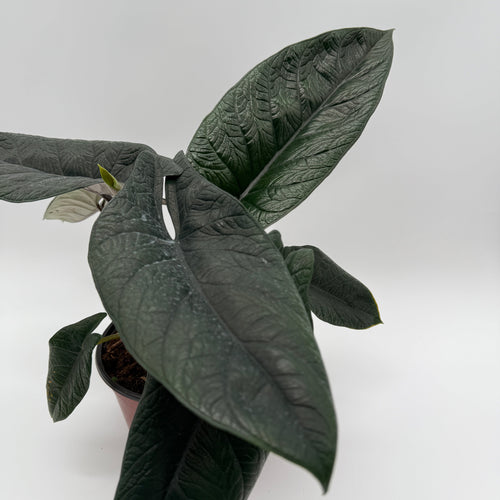 Alocasia Scalprum