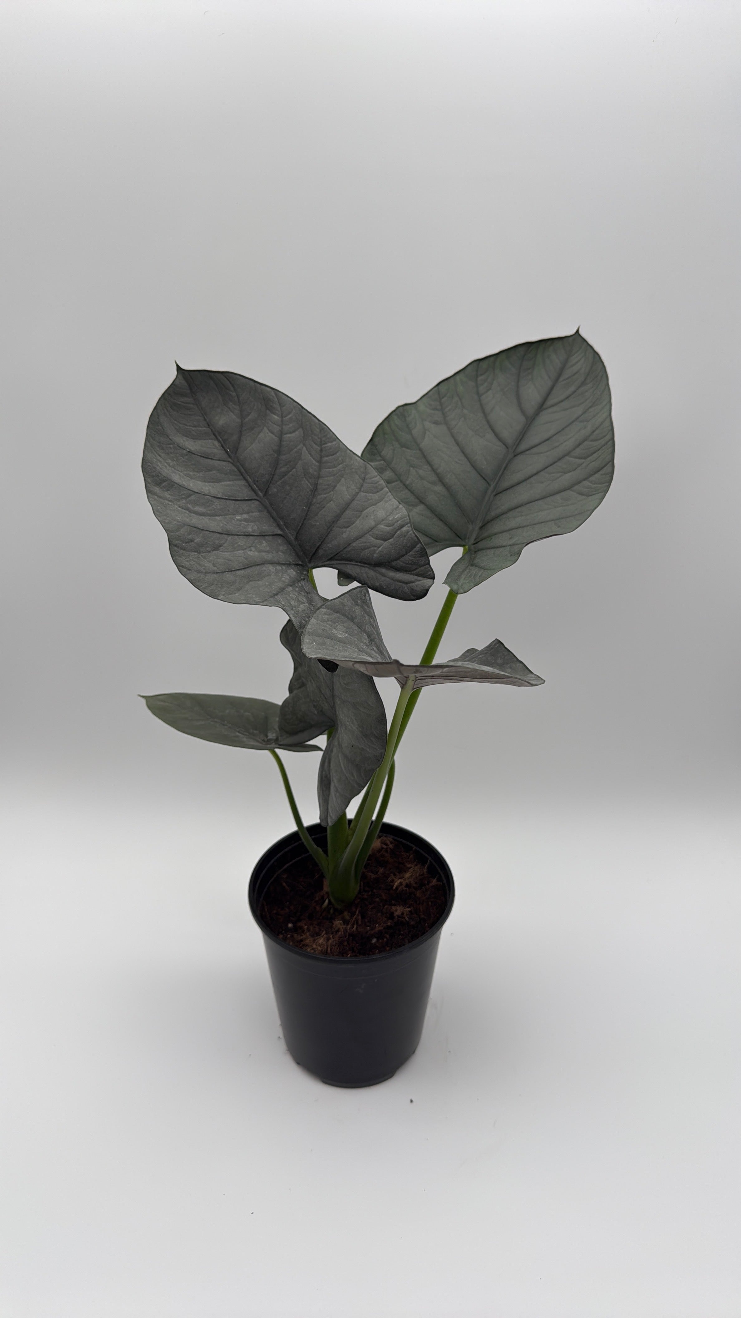 Alocasia Reginae