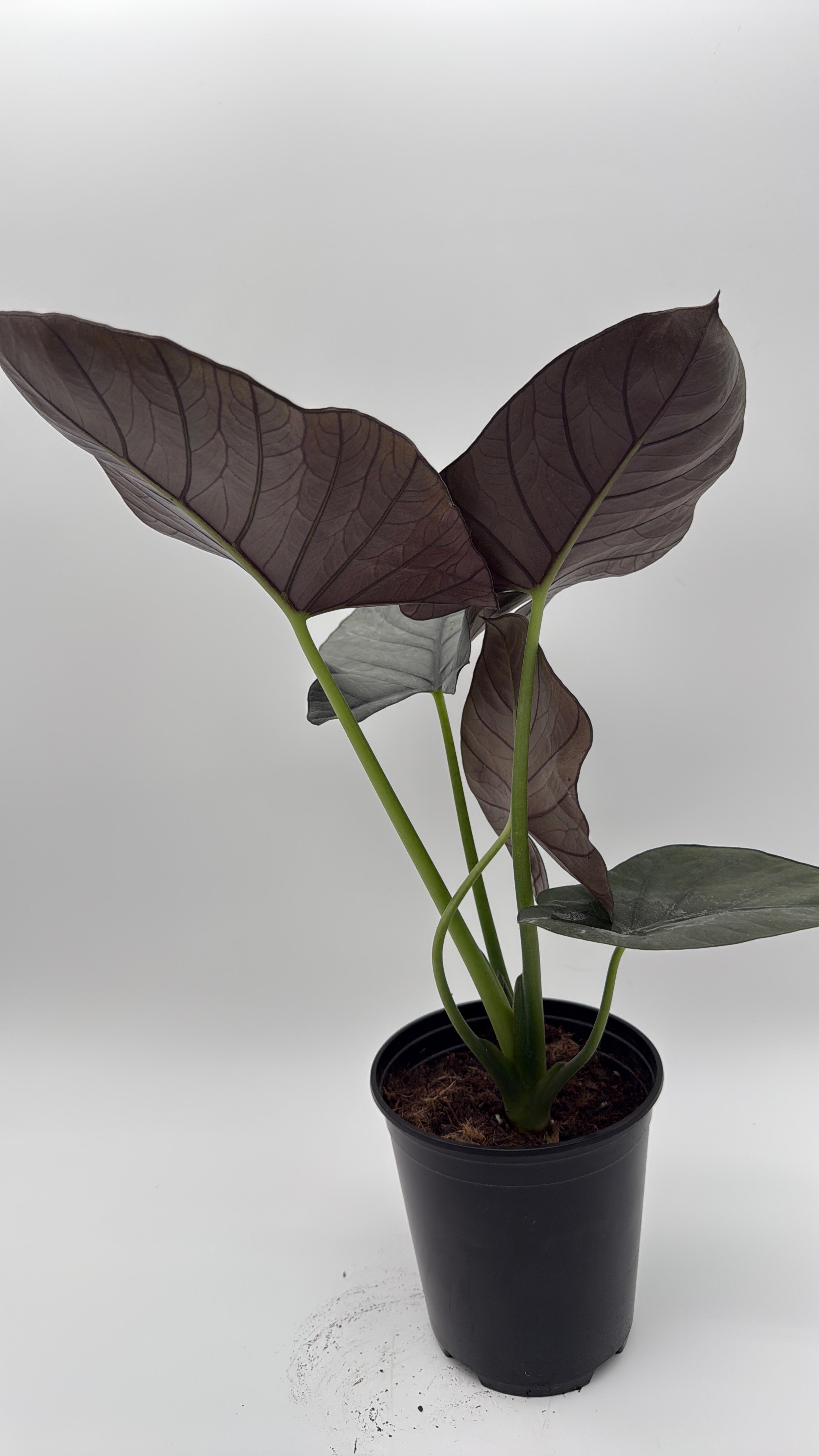 Alocasia Reginae