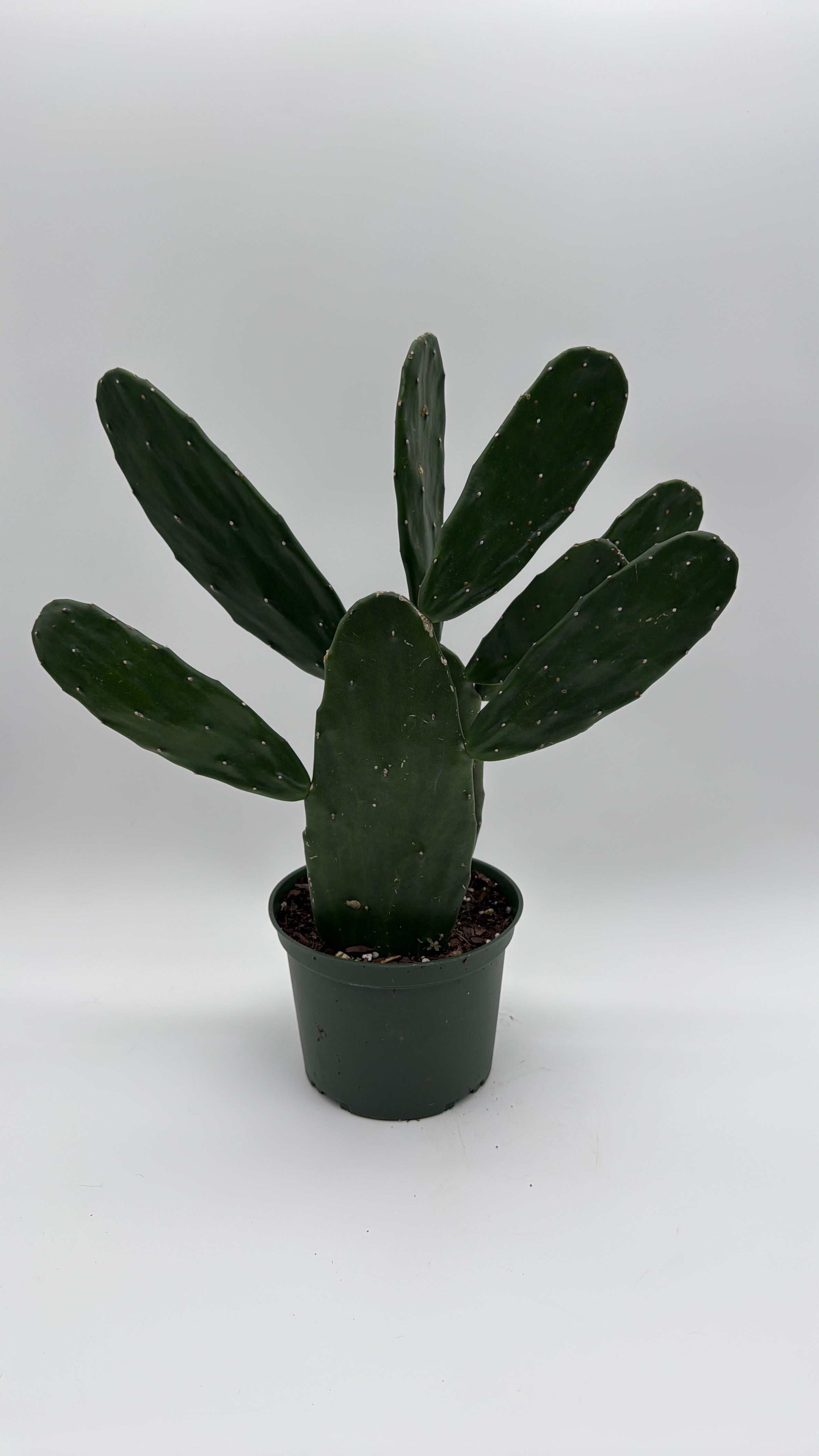 Opuntia Prickly Pear Cactus