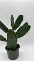 Opuntia Prickly Pear Cactus