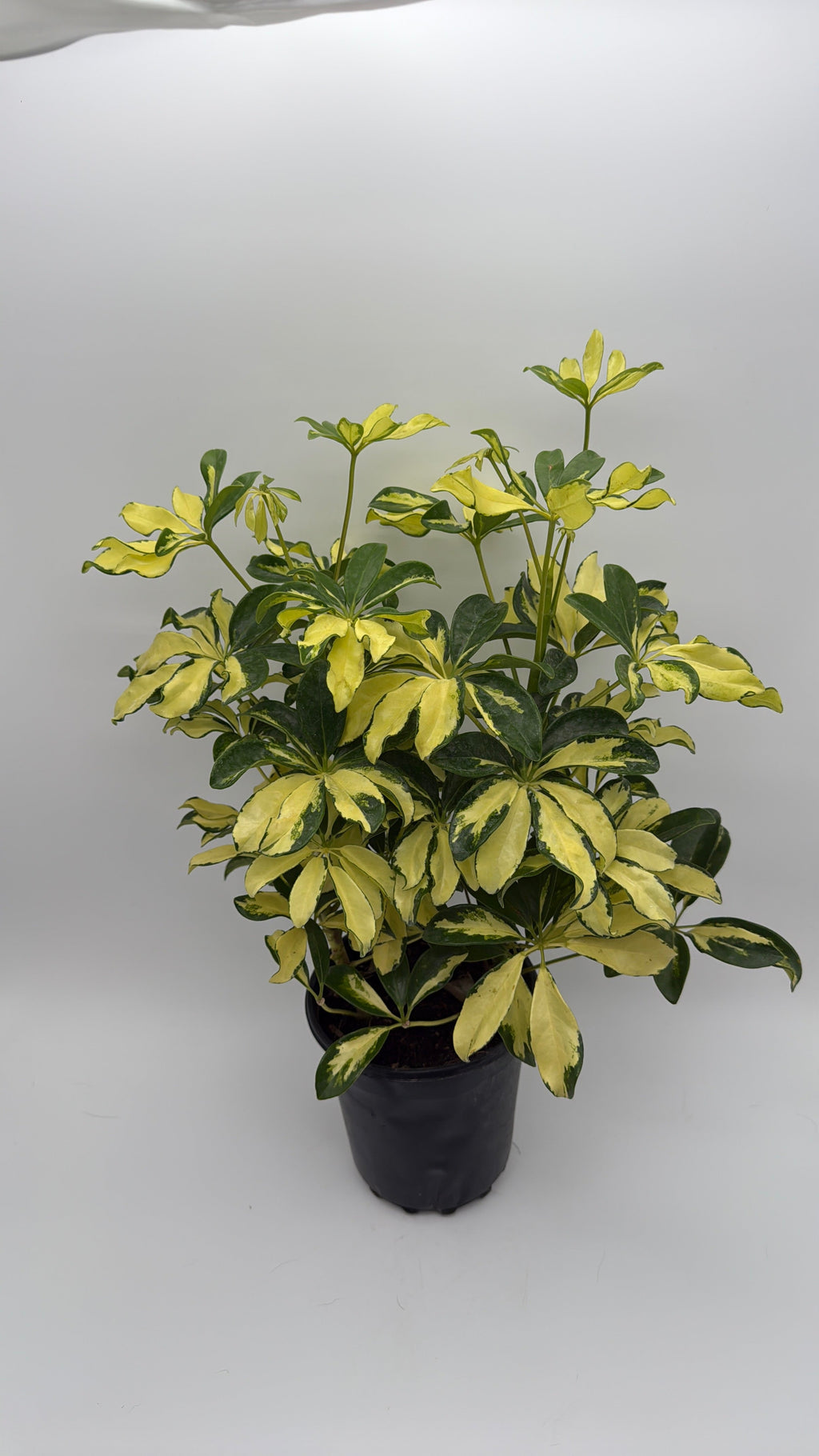 Umbrella Bush Variegated
