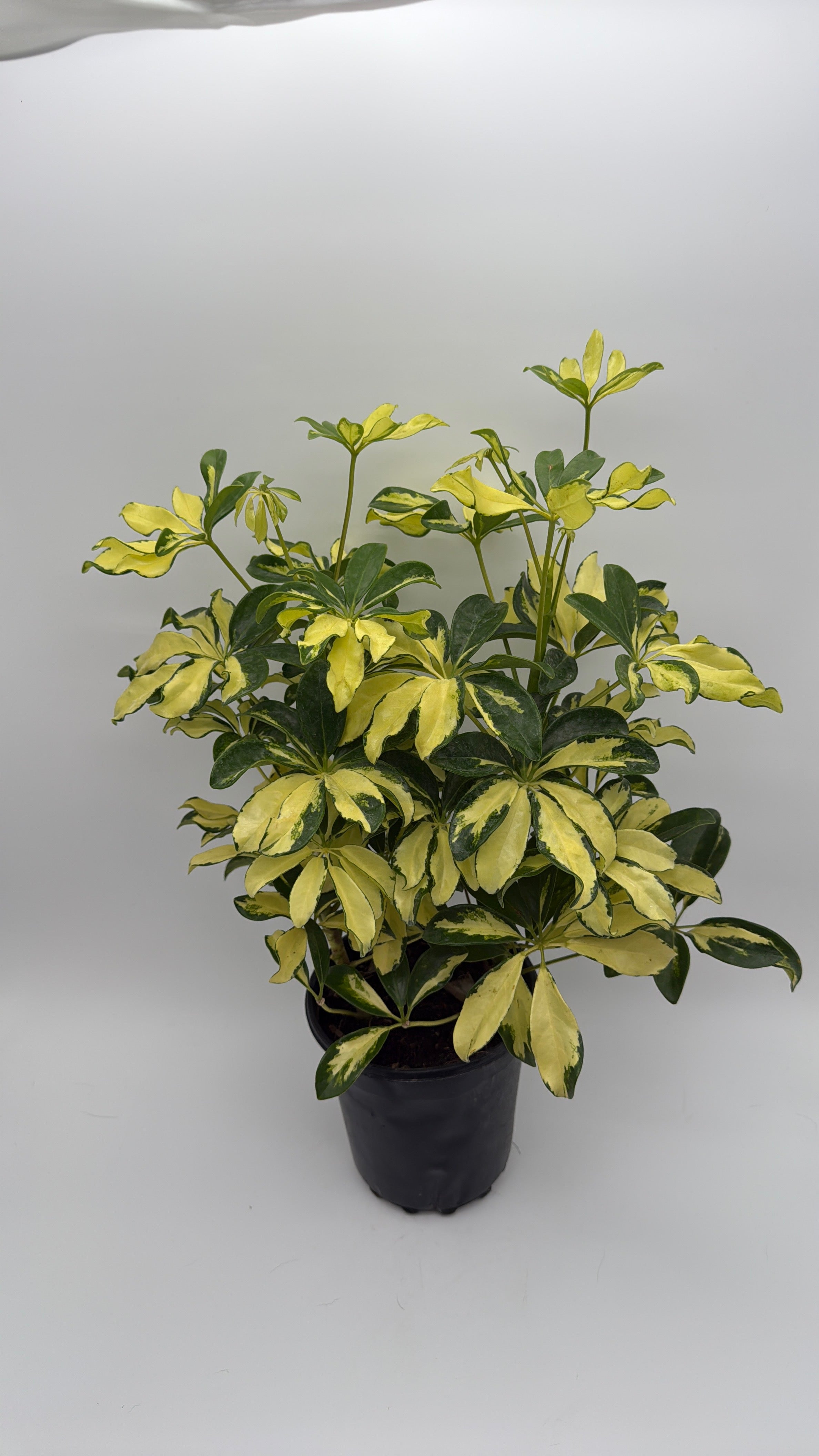 Umbrella Bush Variegated