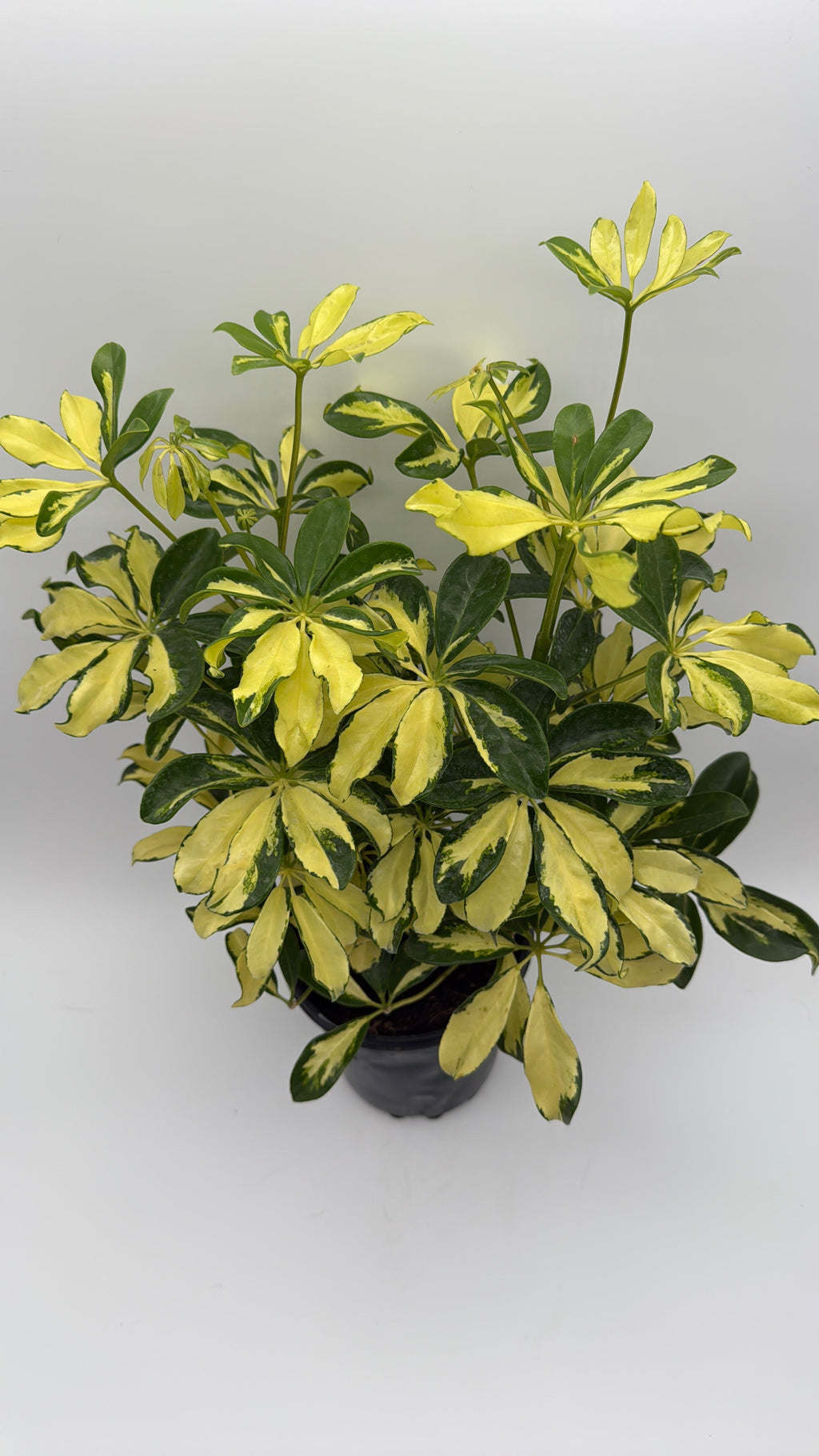Umbrella Bush Variegated