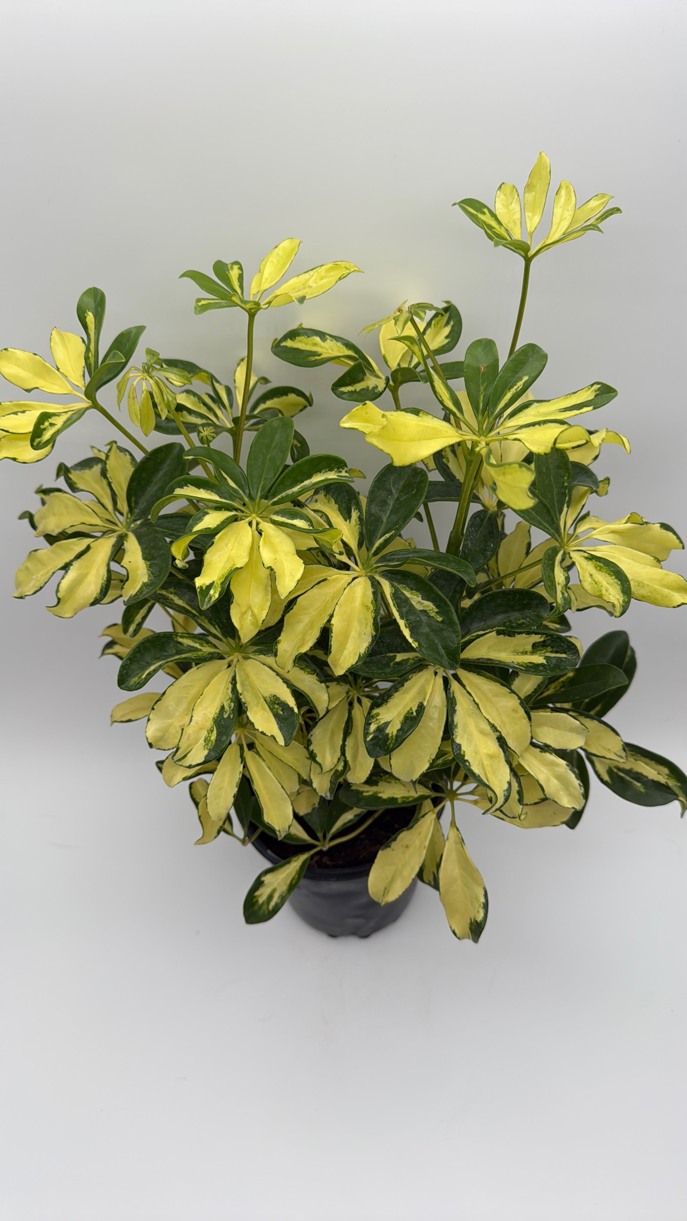 Umbrella Bush Variegated