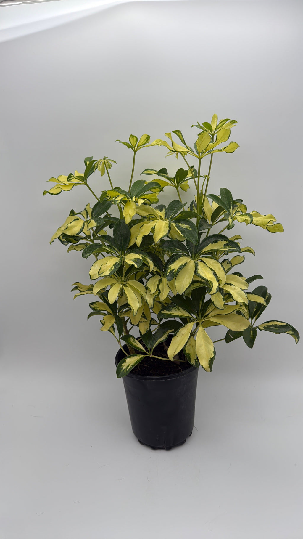 Umbrella Bush Variegated