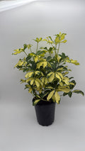 Umbrella Bush Variegated