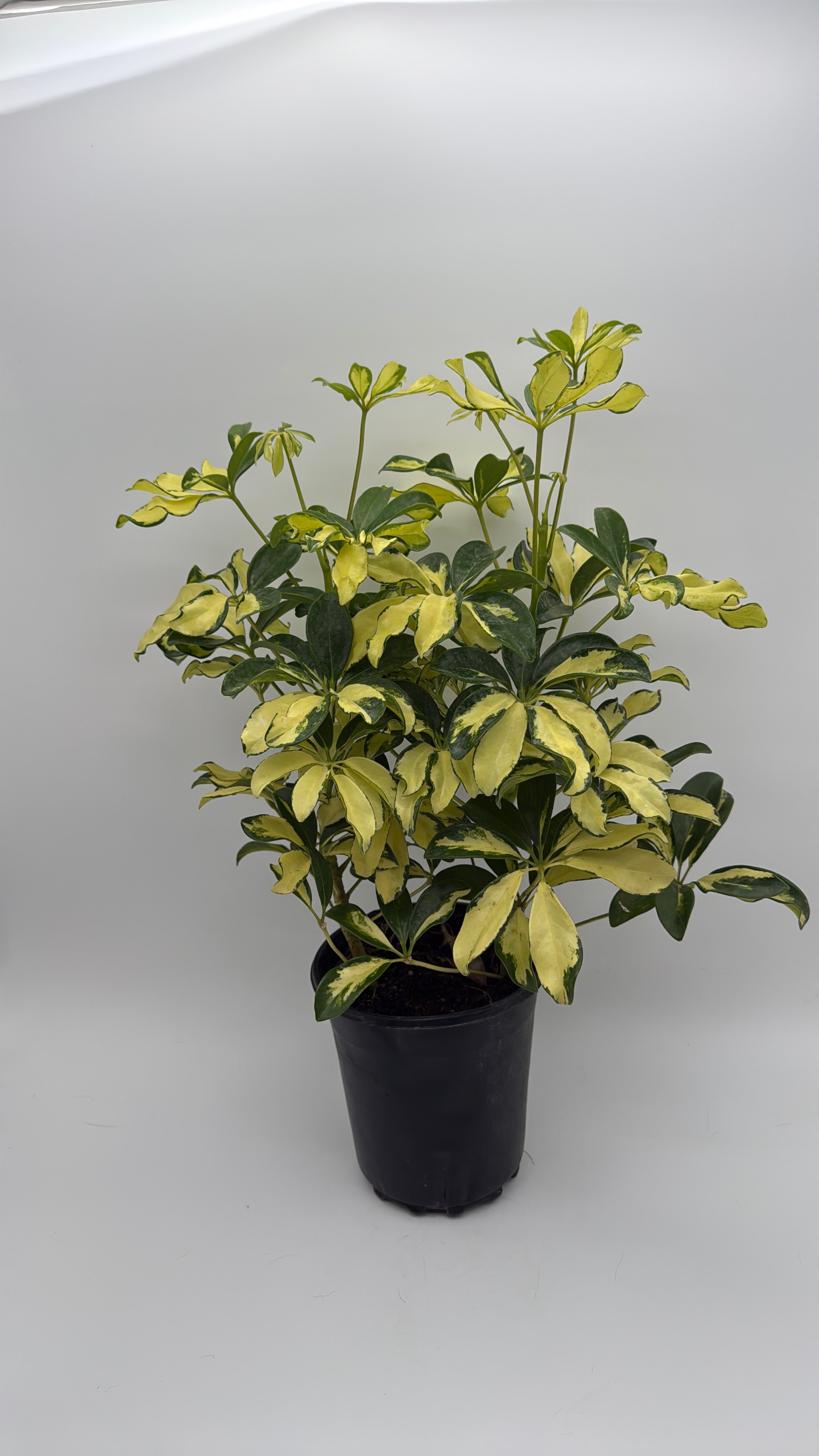 Umbrella Bush Variegated