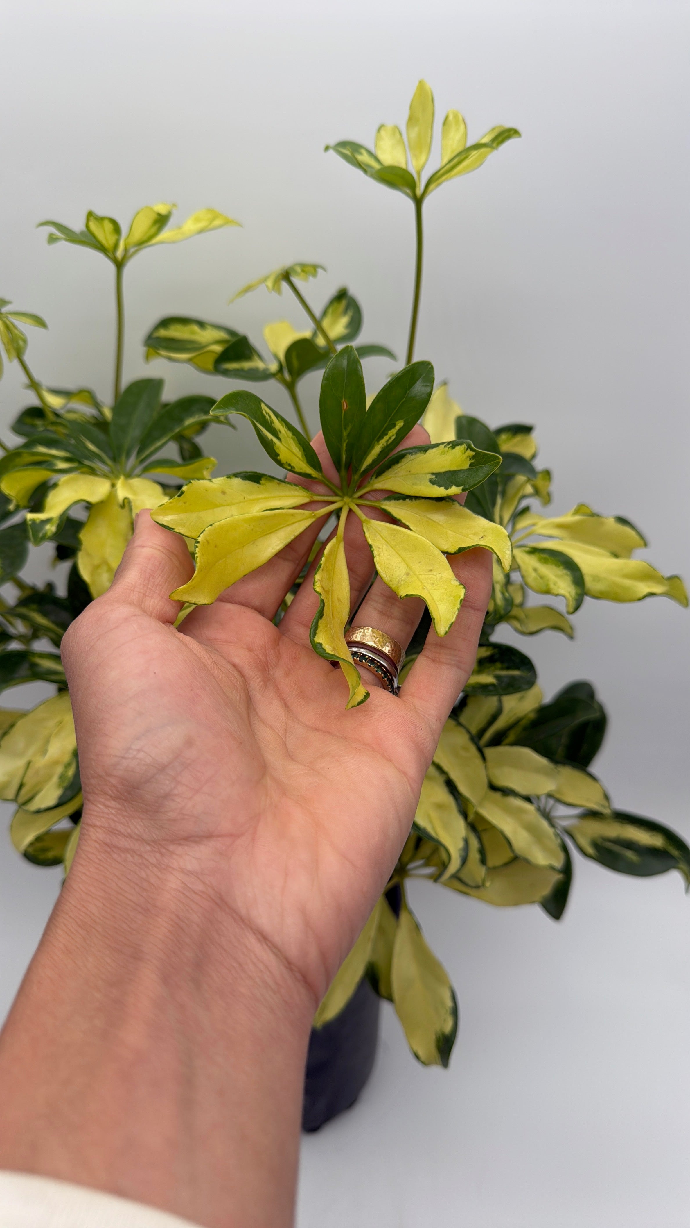 Umbrella Bush Variegated