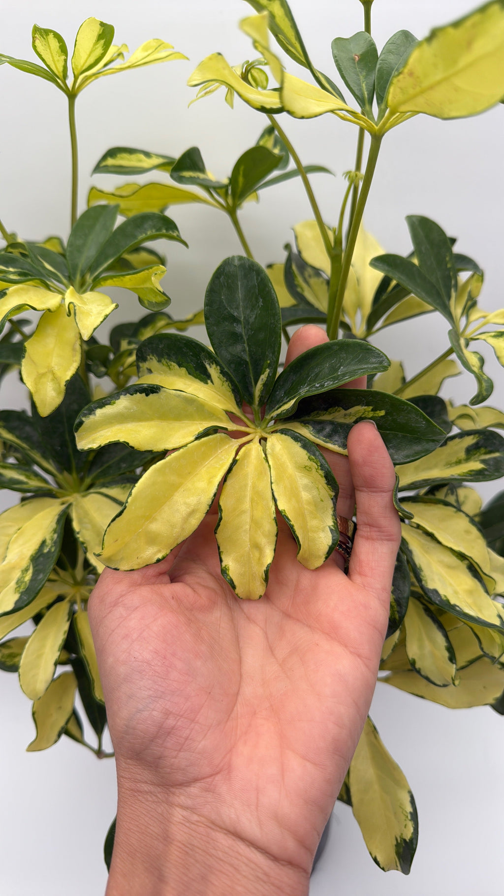 Umbrella Bush Variegated