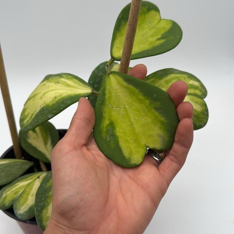 Hoya Kerrii Inner Variegated