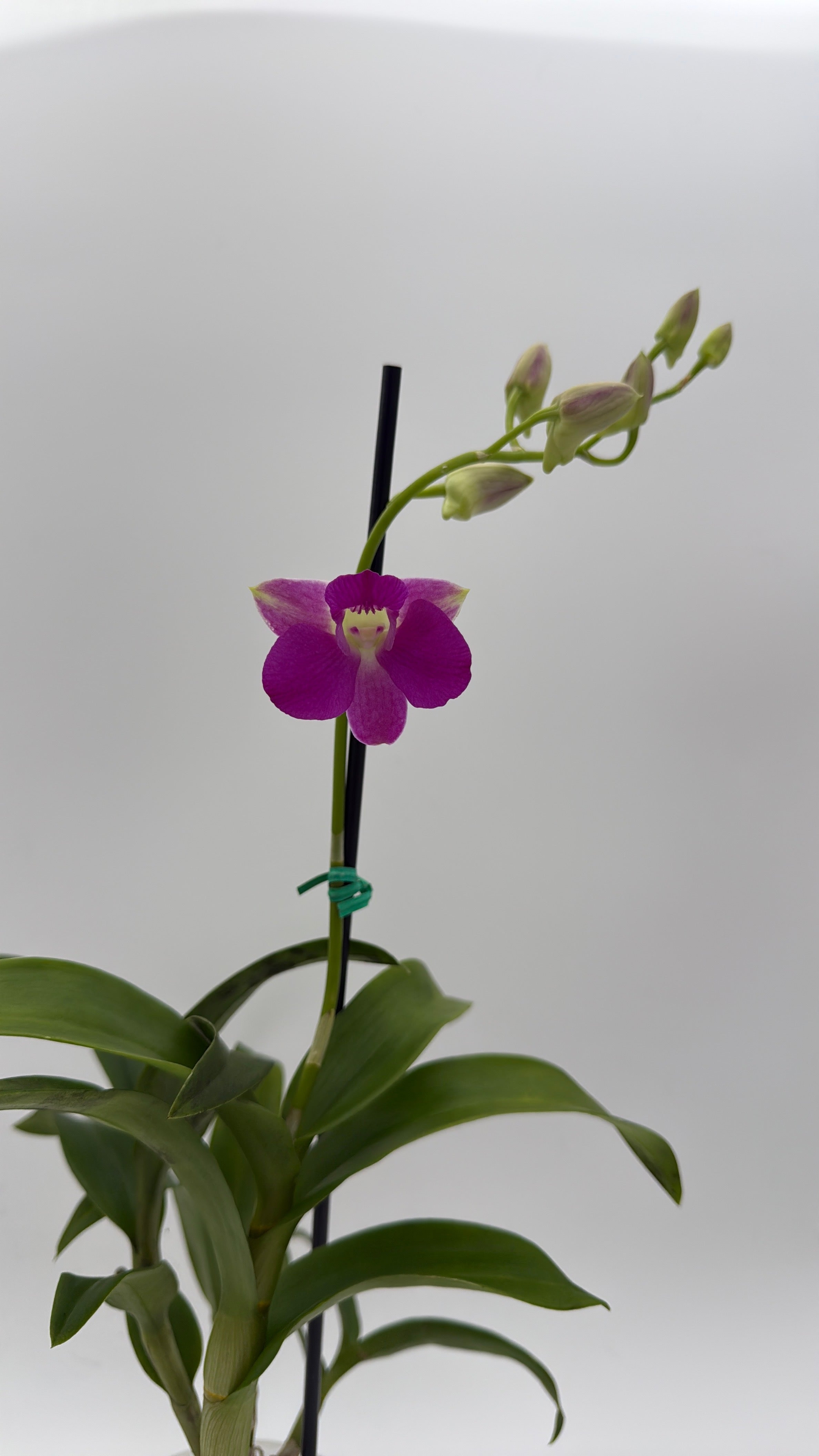 Dendrobium Orchid