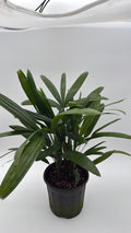 Rhapis Excelsa 'Lady Palm'