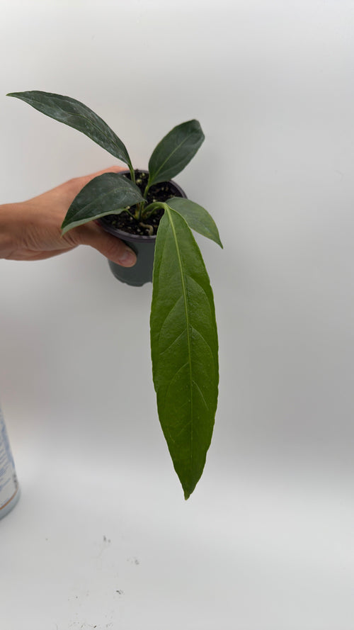 Anthurium Big Bill