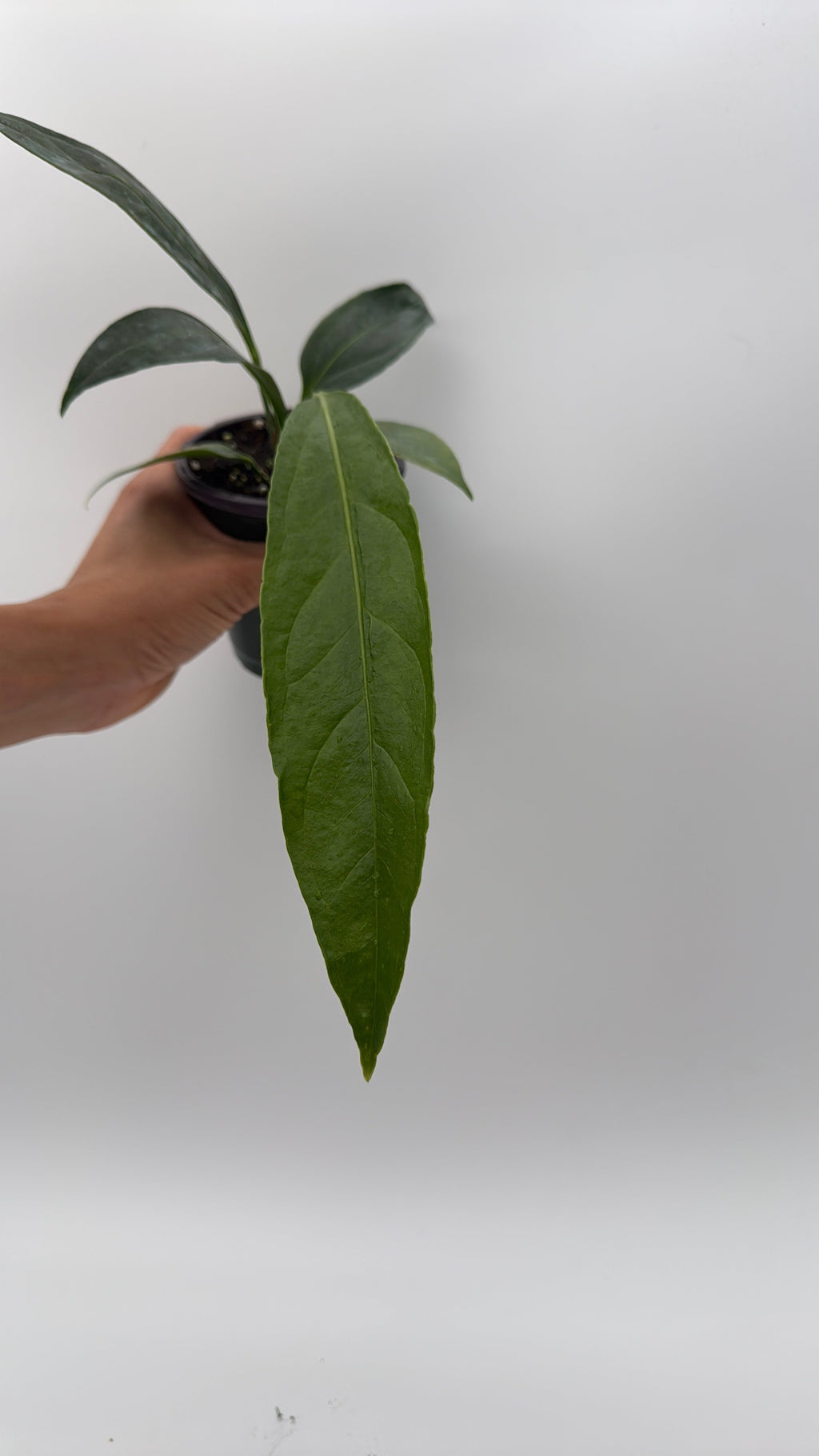 Anthurium Big Bill