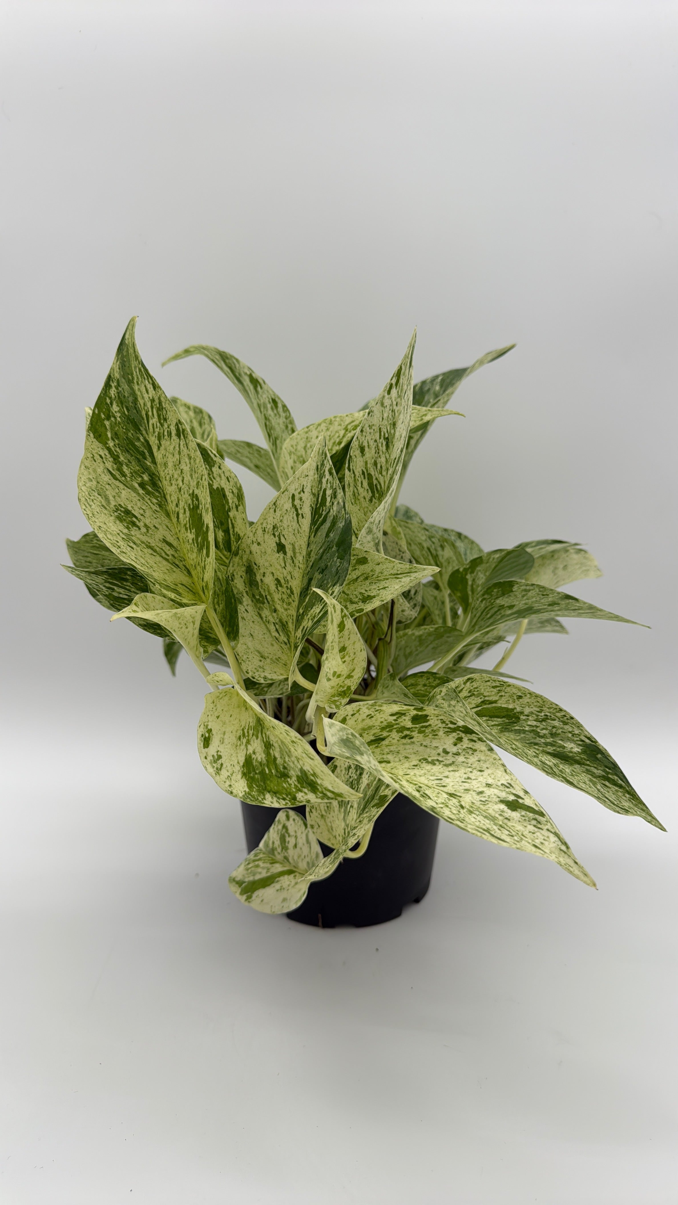 Pothos Snow Queen