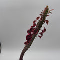 Euphorbia Trigona (African Milktree) 'Pink Ghost' Variegated