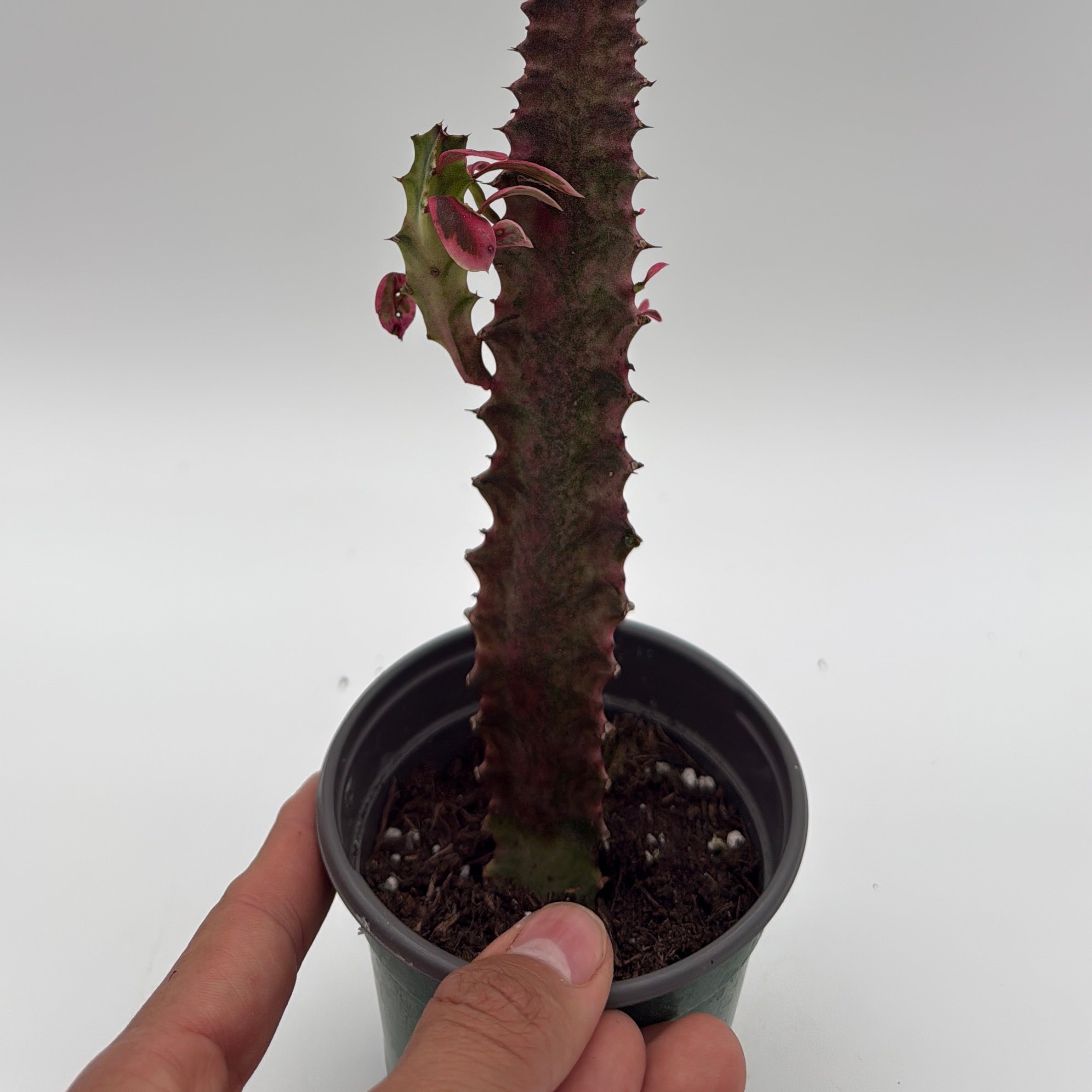 Euphorbia Trigona (African Milktree) 'Pink Ghost' Variegated