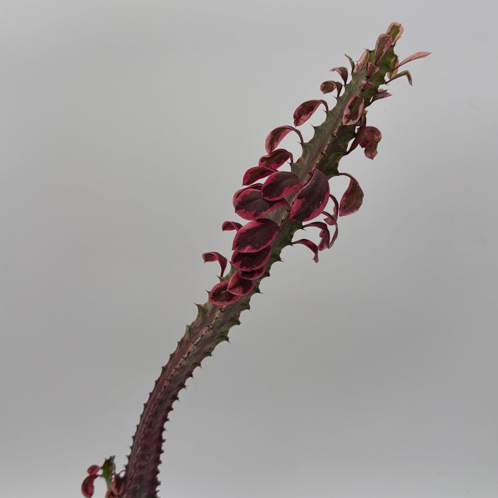 Euphorbia Trigona (African Milktree) 'Pink Ghost' Variegated