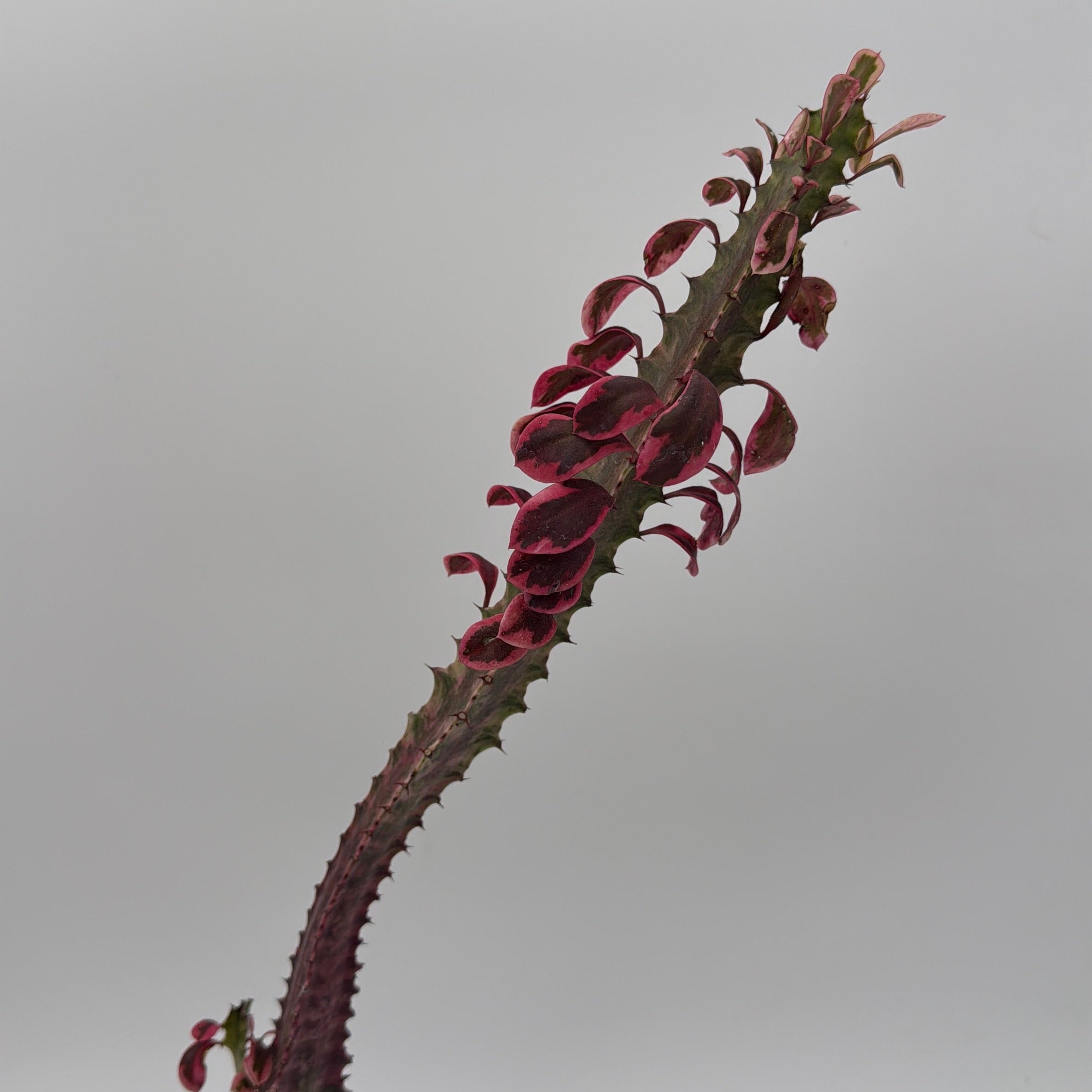Euphorbia Trigona (African Milktree) 'Pink Ghost' Variegated