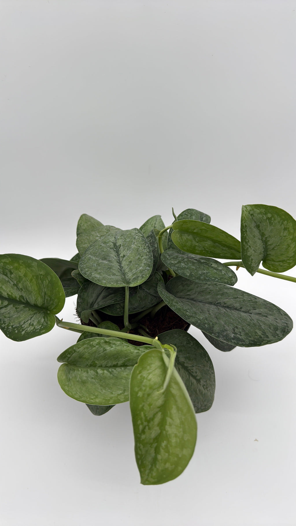 Scindapsus Pictus 'Mount Salak'