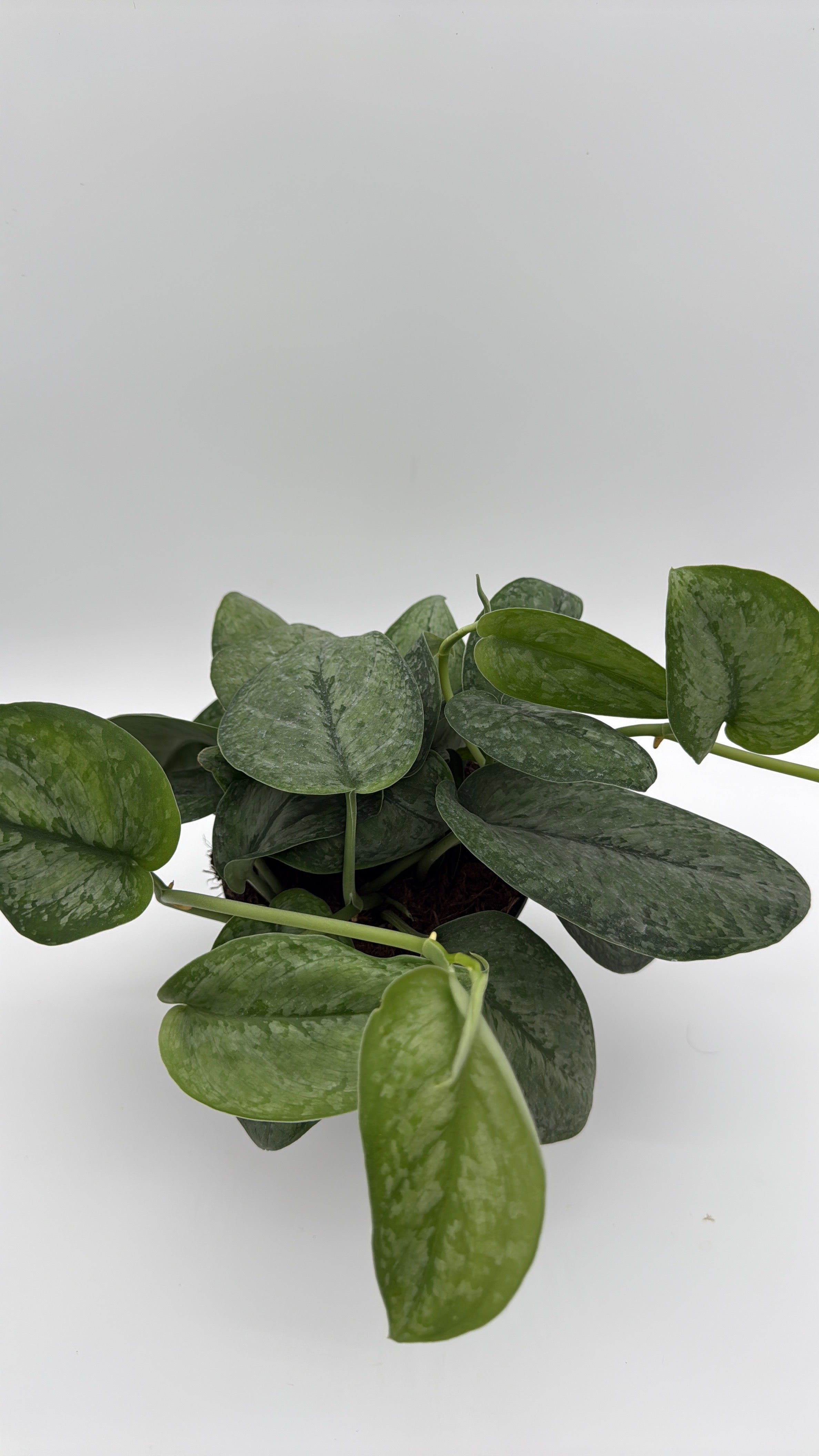 Scindapsus Pictus 'Mount Salak'