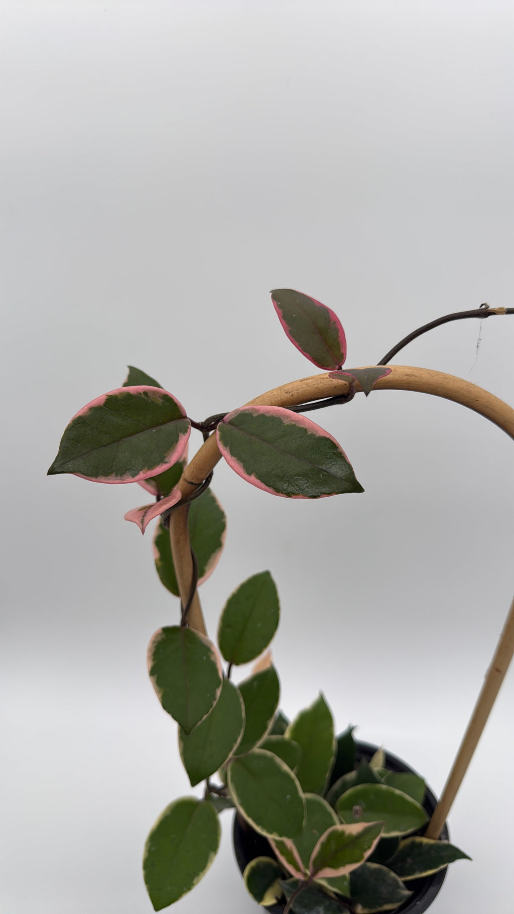 Hoya Flamingo Dream
