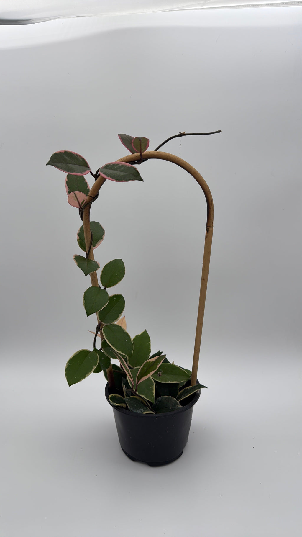 Hoya Flamingo Dream
