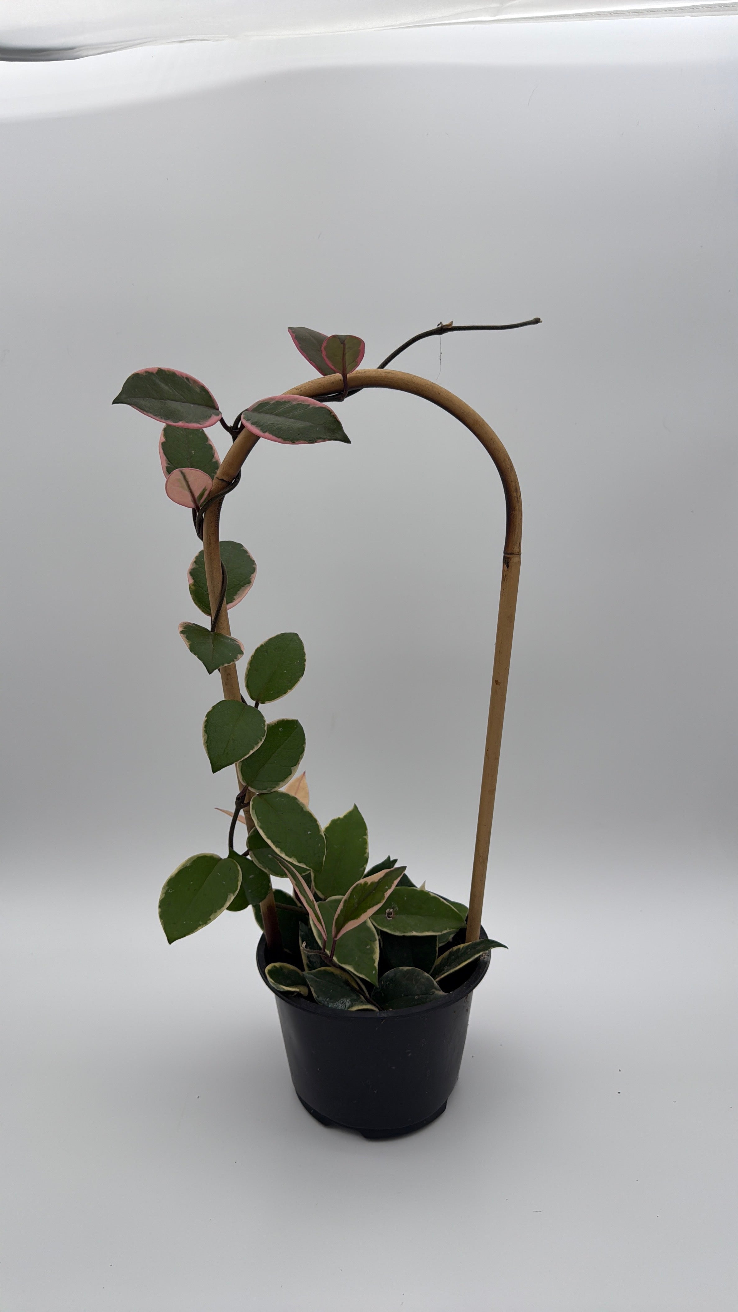 Hoya Flamingo Dream